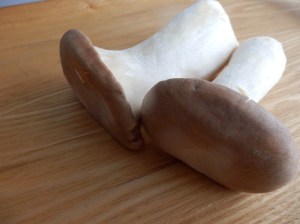 Boletus frescos cultivados